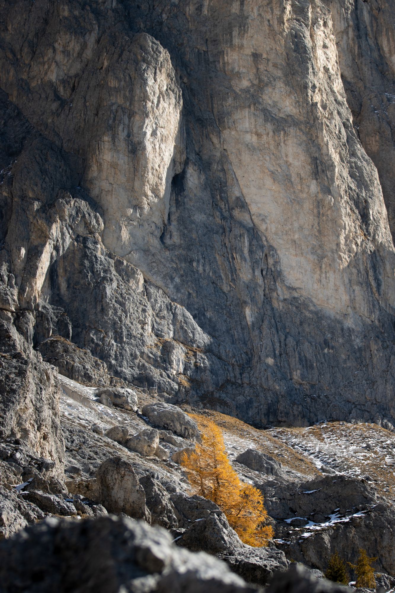 Lärche vor der Wand, Dolomiten